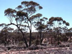 Clements Gap Conservation Park - Brisbane Tourism 0
