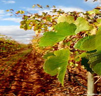 Mirabella Vineyards - Tourism Brisbane