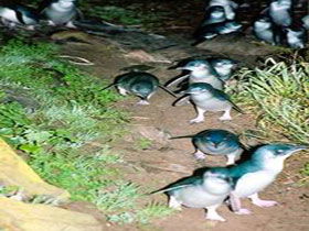 Penneshaw Penguin Centre - Brisbane 4u 0