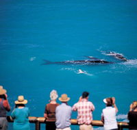 Whale Watching At Head Of Bight - Brisbane 4u