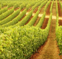 Schild Estate Wines - Brisbane Tourism