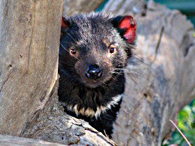 Trowunna Wildlife Sanctuary - Tourism Brisbane 0