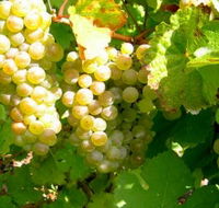 Winstead Vineyard - Tourism Brisbane