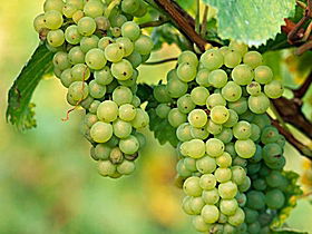 TP Vineyards - Tourism Brisbane 0