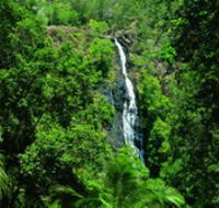 Kondalilla National Park - Tourism Brisbane