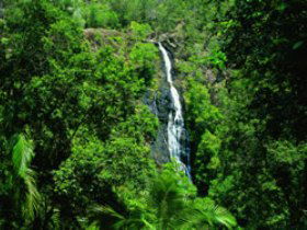 Kondalilla National Park - Tourism Brisbane 0