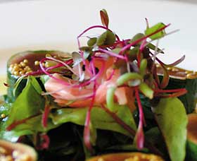 Courgette - Brisbane Tourism 0