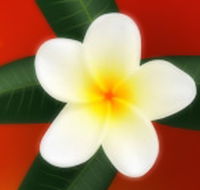 Well Retreat - Day Spa and Teahouse - Brisbane Tourism