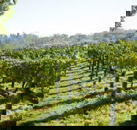 Surveyor's Hill Vineyards - Brisbane Tourism