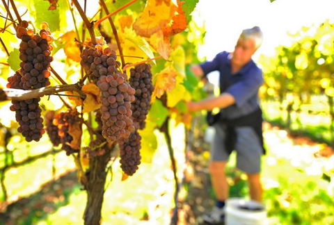 Native Point Wines - Brisbane 4u 0