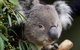 Bonorong Wildlife Sanctuary - thumb 3