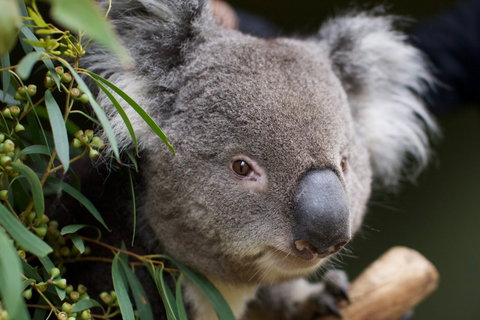 Bonorong Wildlife Sanctuary - Tourism Brisbane 3