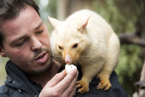 Bonorong Wildlife Sanctuary - Tourism Brisbane 4