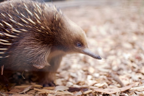 Bonorong Wildlife Sanctuary - Tourism Brisbane 5