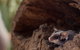 Bonorong Wildlife Sanctuary - thumb 6