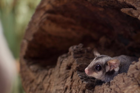 Bonorong Wildlife Sanctuary - Tourism Brisbane 6