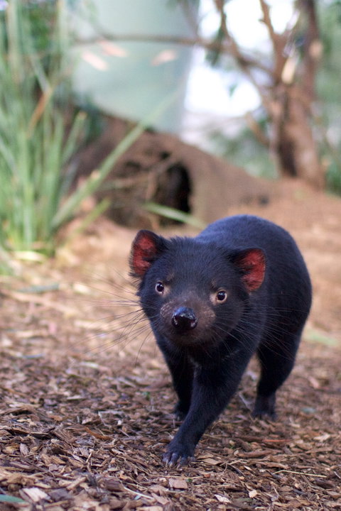 Bonorong Wildlife Sanctuary - Tourism Brisbane 7