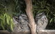 Bonorong Wildlife Sanctuary - thumb 8