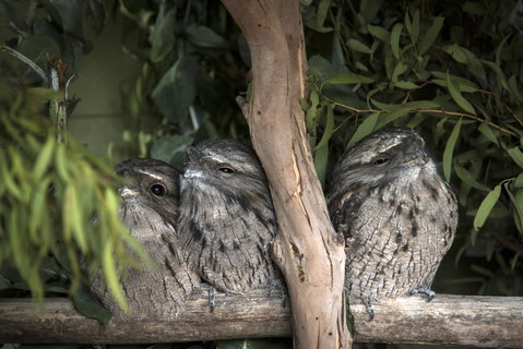 Bonorong Wildlife Sanctuary - Tourism Brisbane 8