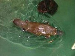 Platypus House - Tourism Brisbane 0