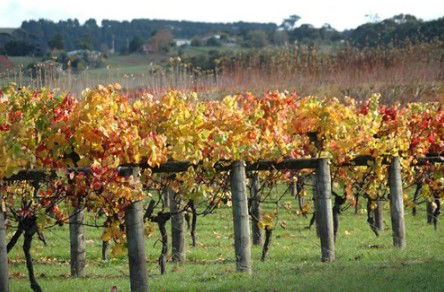 Apsley Gorge Vineyard - Tourism Brisbane 0