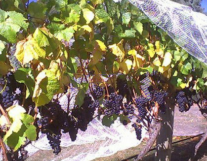 Palmara Vineyard - Tourism Brisbane 0