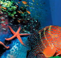 Indo Pacific Marine - Tourism Brisbane