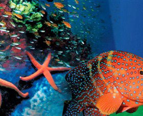 Indo Pacific Marine - Tourism Brisbane 0