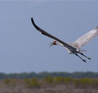 Gayngaru Wetlands Interpretive Walk - Tourism Brisbane