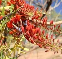 Olive Pink Botanic Garden - Brisbane 4u