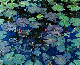 Pine Creek Water Gardens - Tourism Brisbane 0