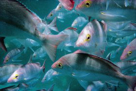 Palm Beach Reef Dive Site - Brisbane Tourism 0