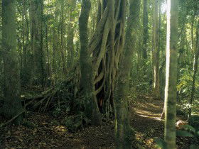 Beechmont QLD Tourism Brisbane