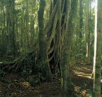 Lamington National Park Binna Burra Section - Tourism Brisbane