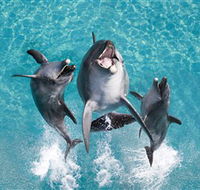 Sea World - Brisbane 4u