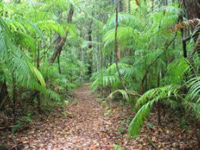 Delicia Road Conservation Park - Tourism Brisbane 0