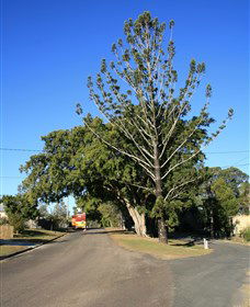 Beerburrum QLD Tourism Brisbane