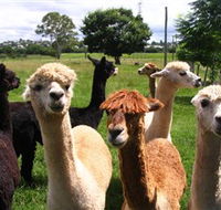 Banyandah Alpacas - Tourism Brisbane