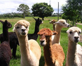 Banyandah Alpacas - Tourism Brisbane 0