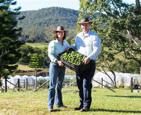 Hinterland Feijoas - Brisbane Tourism 0