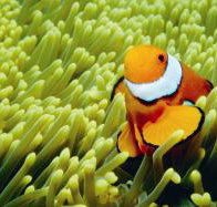 Thetford Reef Dive Site