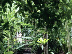 Flecker Botanic Gardens - Tourism Brisbane 0