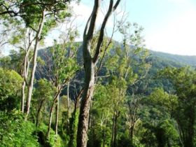 Smiths Track, Barron Gorge National Park - Brisbane Tourism 0