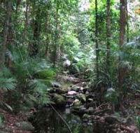 Mossman Gorge Rainforest Circuit Track Daintree National Park - Tourism Brisbane