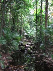 Mossman Gorge Rainforest Circuit Track, Daintree National Park - Tourism Brisbane 0