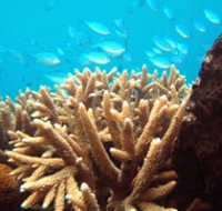 Normanby Reef
