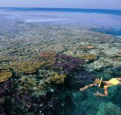 Split Bommie Dive Site - Tourism Brisbane