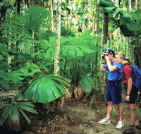 Mount Sorrow Ridge Trail Daintree National Park - Tourism Brisbane