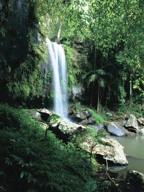 Curtis Falls, Joalah Section - Tourism Brisbane 0