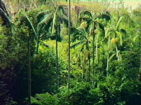 Coominglah Forest QLD Tourism Brisbane